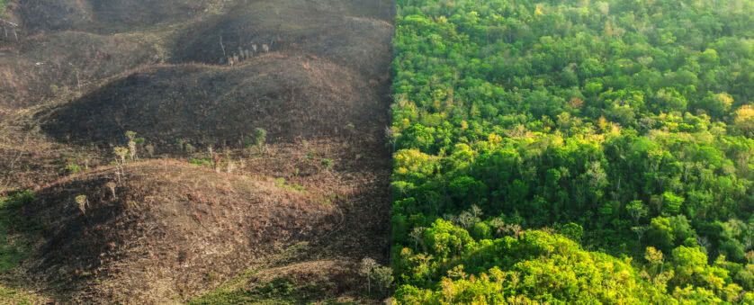 Pandemia x natureza: desmatamento causa novas doenças