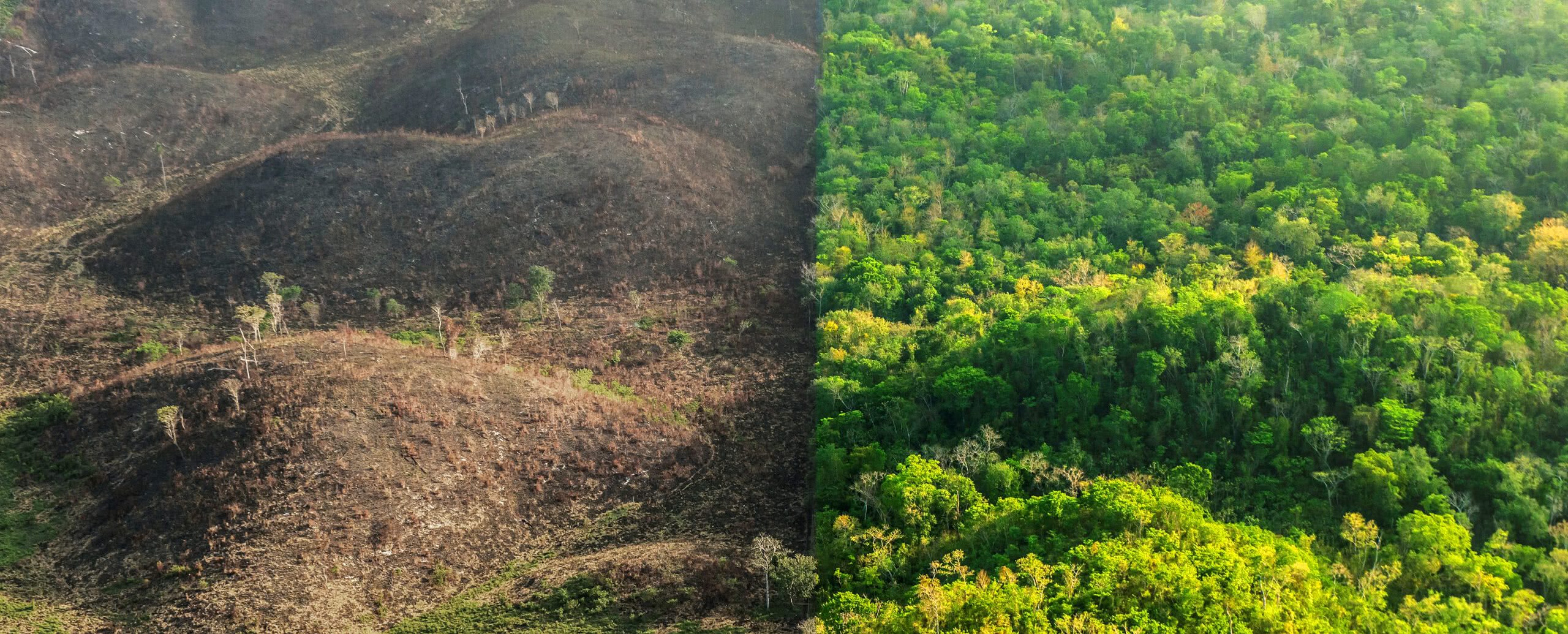 pandemias-mortais-s-o-causadas-pela-destrui-o-da-natureza-estudo