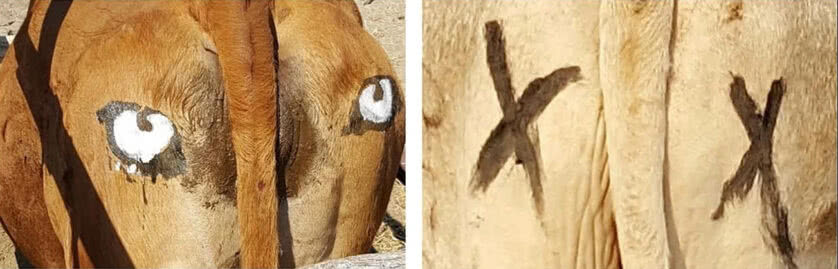 Como eram as pinturas de olhos e X no traseiro do gado