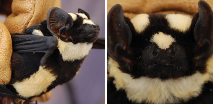 Niumbaha superba, orcego abelha, morcegos panda