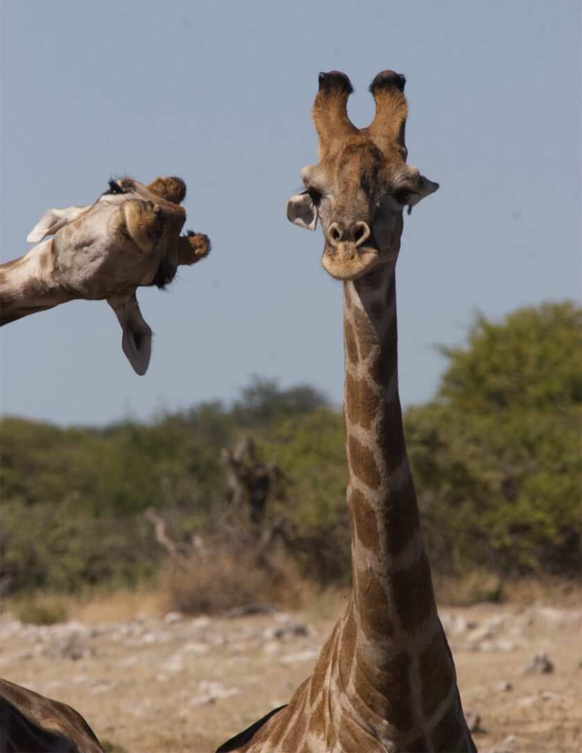 Fotos engraçadas de Girafas
