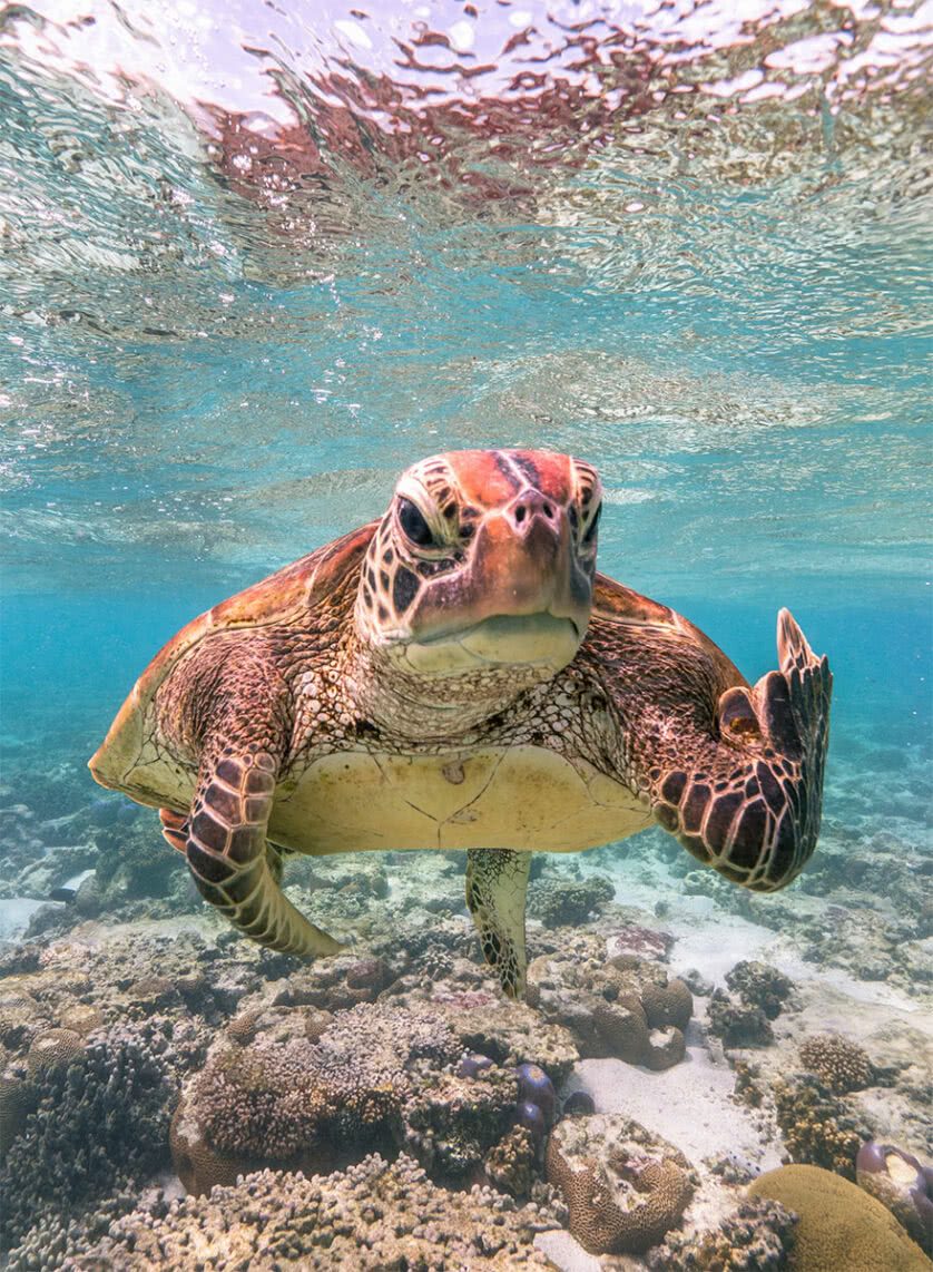 Foto engraçada de uma tartaruga marinha