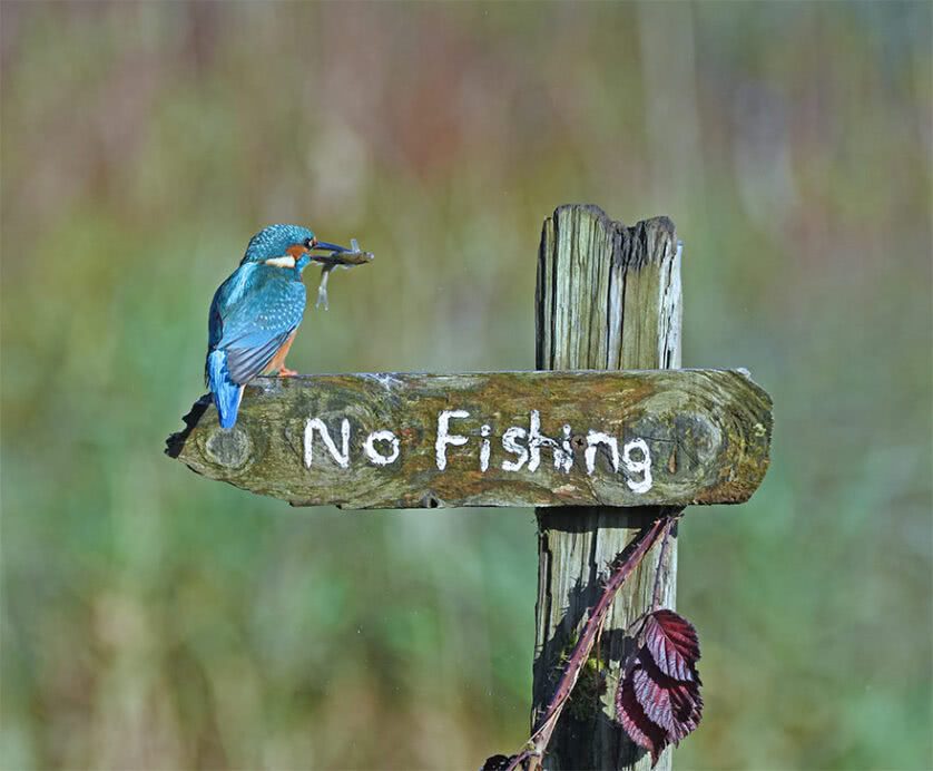 Foto engraçada de uma ave martim pescador