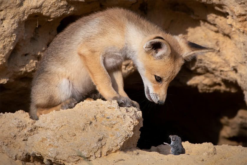 Foto engraçada de uma raposa e um rato