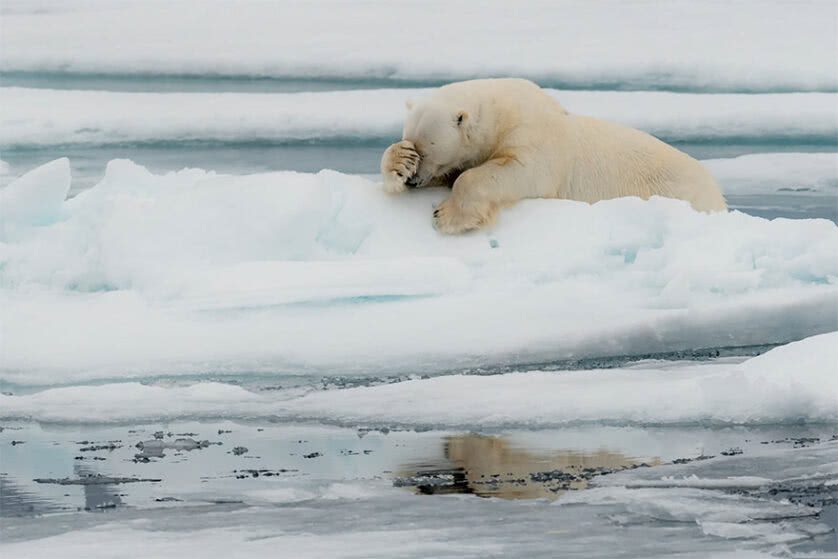 Foto engraçada de um urso polar
