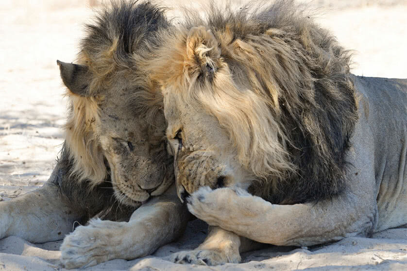 Foto engraçada de leões fofocando