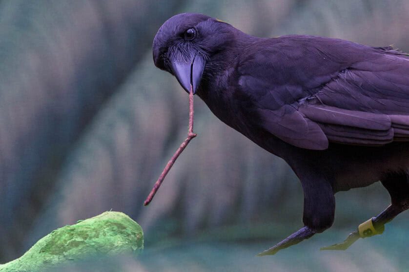 corvos tem consciência e experiências subjetivas
