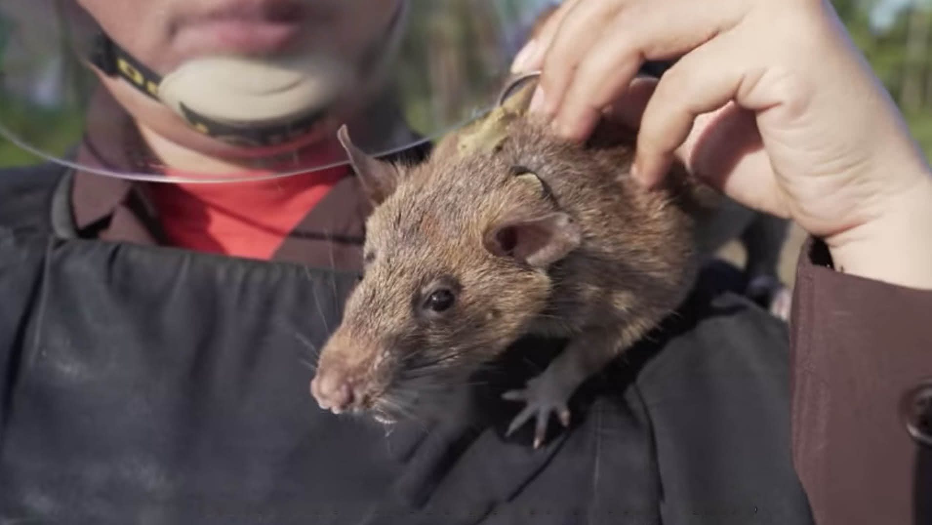 Magawa, o rato 'herói' que detecta minas terrestres se aposenta