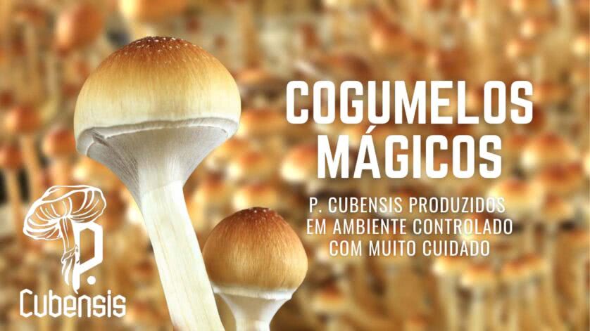 Banner Cogumelos Mágicos