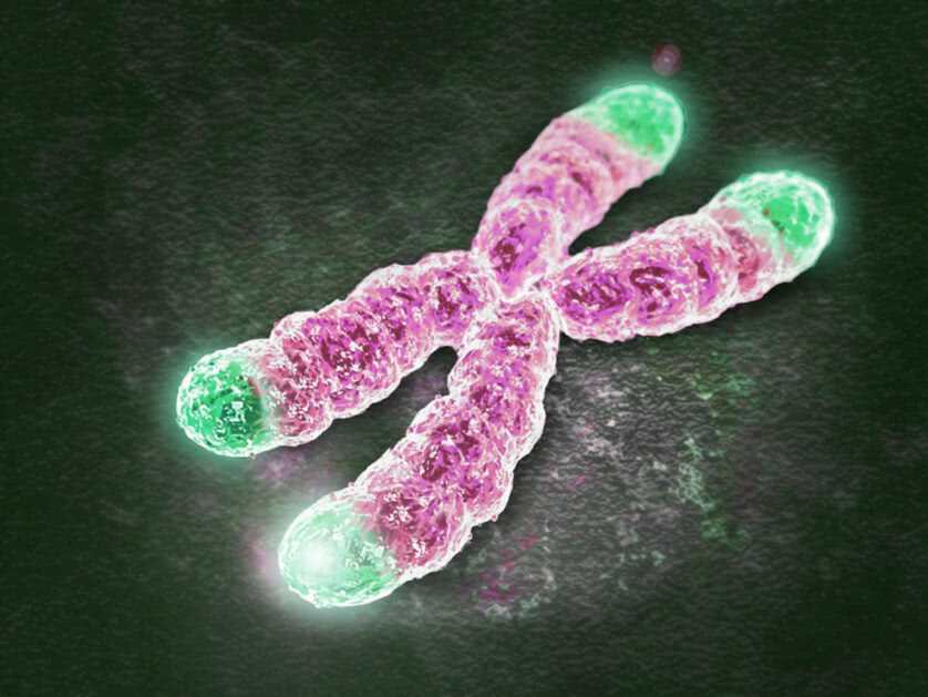 Um cromossomo e seus telômeros