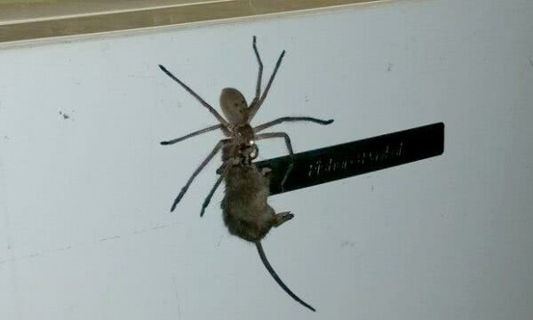 Aranhas Huntsman Infestam Quarto De Crian a E M e Faz A Menina Dormir 