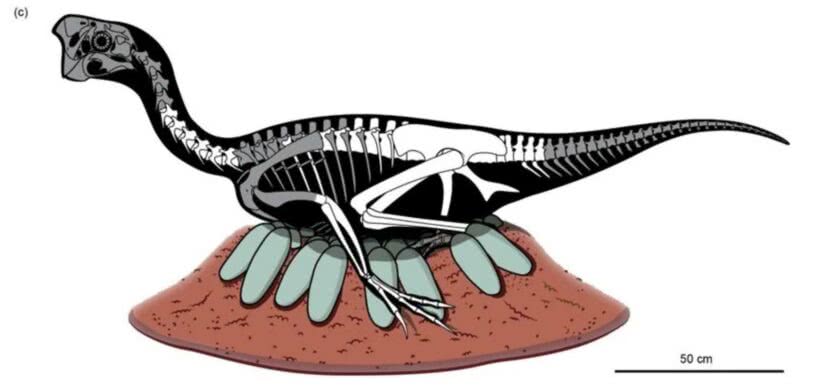 dinossauro chocando ovos fossil