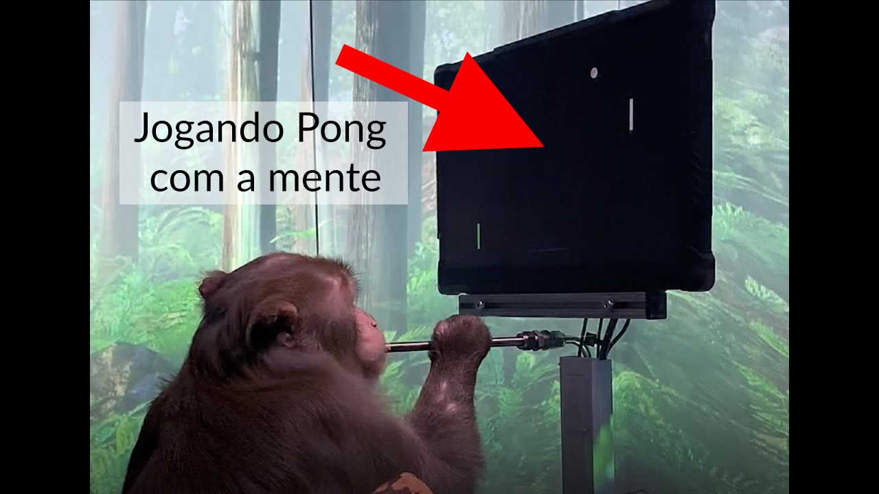 Macaco consegue jogar game utilizando somente o pensamento através