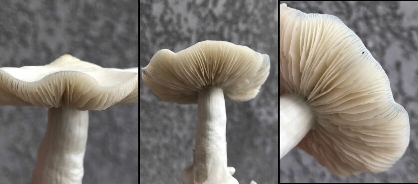 cogumelo magico psilocybe cubensis alverys albino