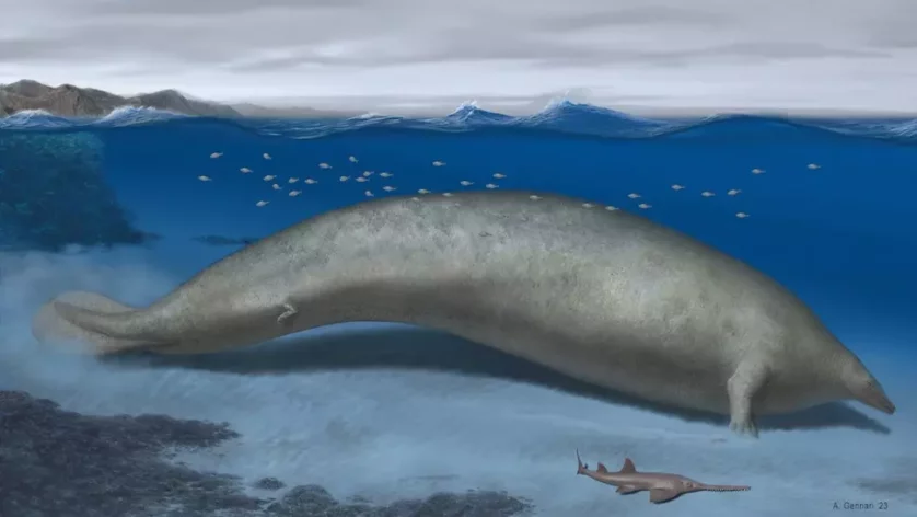 Essa baleia gigantesca extinta pode ter sido o maior animal que já existiu