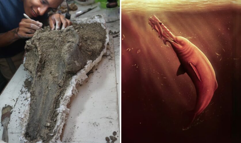 Aldo Benites-Palomino, paleontólogo responsável pela descoberta do fóssil em 2018, examinando-o cuidadosamente, acompanhado de uma representação de Pebanista yacuruna habitando as águas escuras da Amazônia. Crédito da foto: R Salas-Gismondi/J Bran